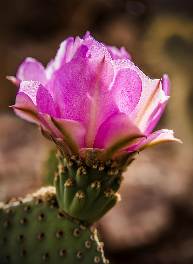 cactus with purple flowers