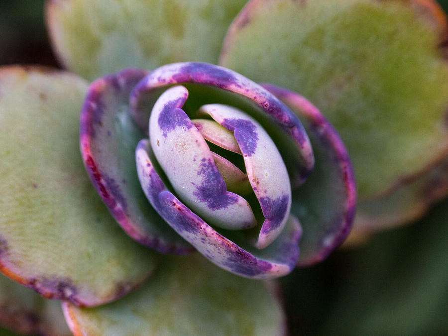 Robert Shaw Photograph - Purple Cactus by Shannon Beck-Coatney