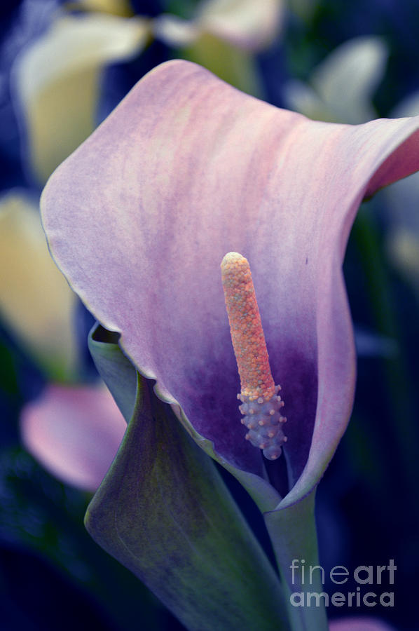 Purple Calla Flower Photograph by Susanne Van Hulst