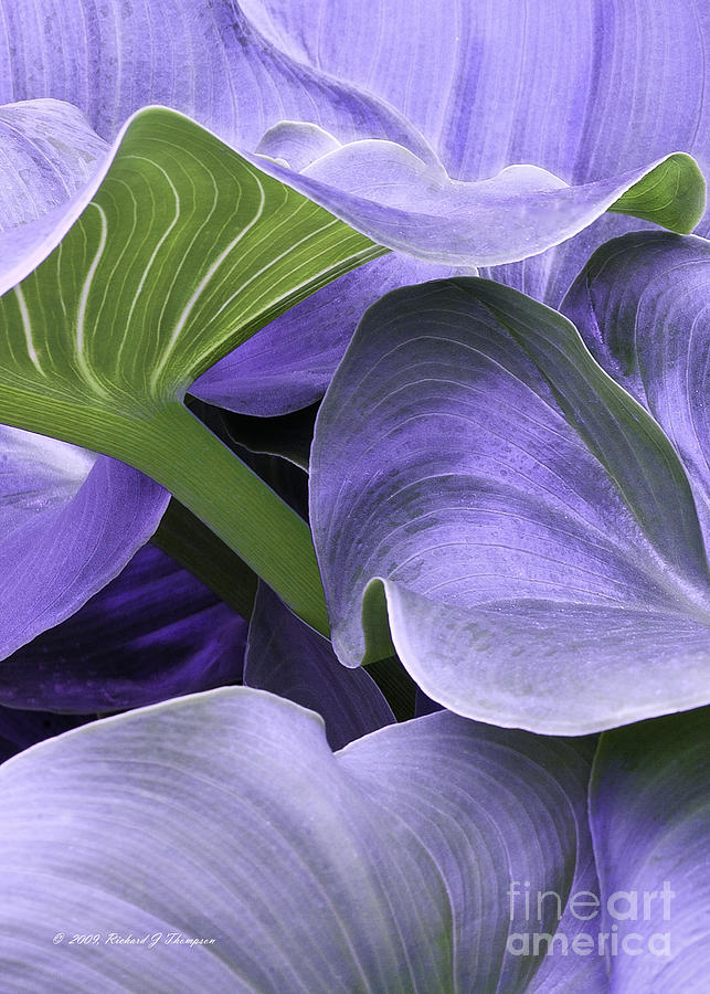 Purple Calla Lily Bush Photograph by Richard J Thompson