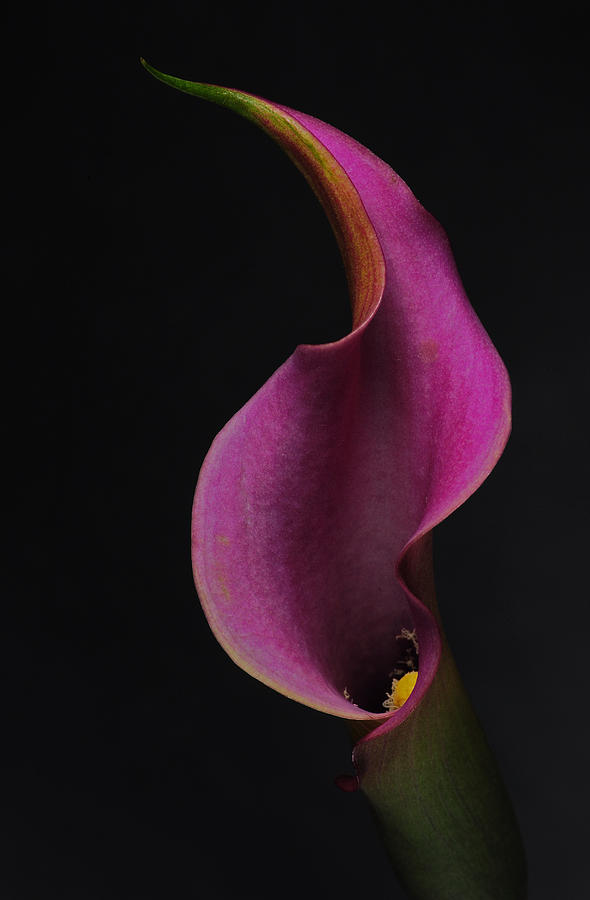 Purple Calla Lily Photograph by Catherine Lau