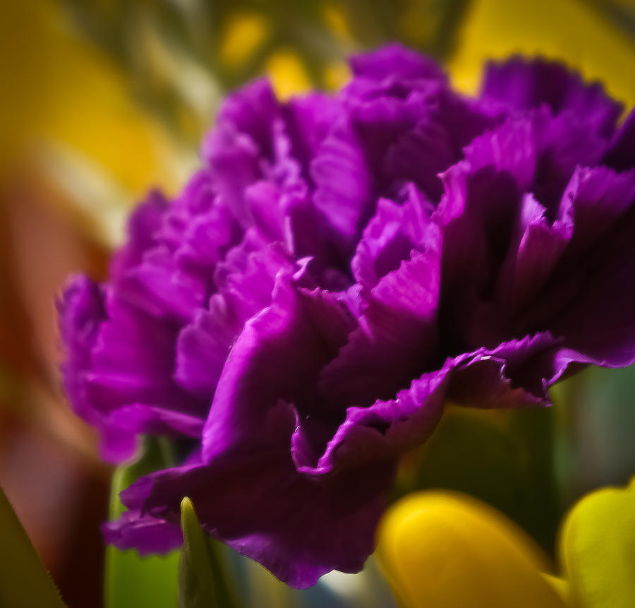 Purple Carnation Photograph by Ronda Broatch