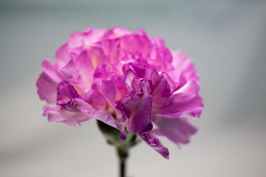 Purple carnation Photograph by Susan Jensen