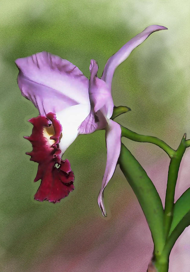 Purple Cattleya Orchid in Profile Painting by Elaine Plesser