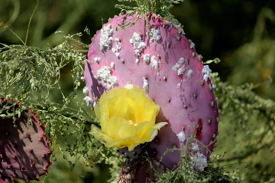Purple Cactus  Yellow Flower Photograph by Douglas Miller