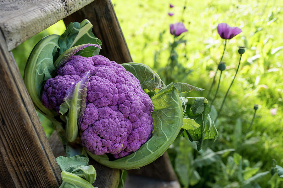 Still Life Photograph - Purple Cauliflower by Aberration Films Ltd