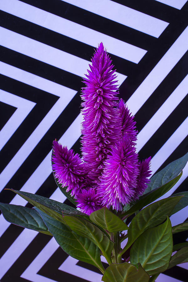 Purple Celosia Photograph by Garry Gay