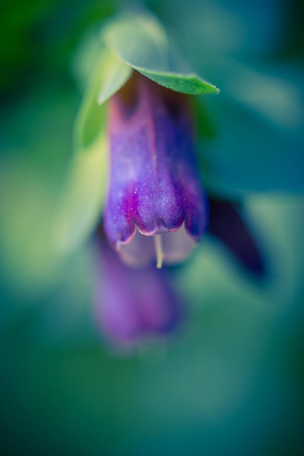 Purple Cerinthe Flower Photograph by Priya Ghose