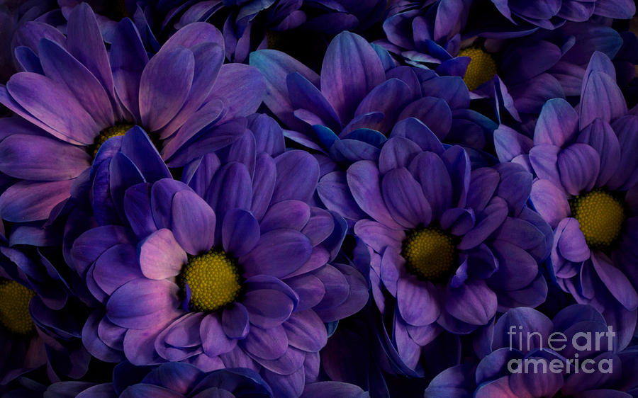 Purple Chamomile Photograph by Jolanta Meskauskiene - Fine Art America