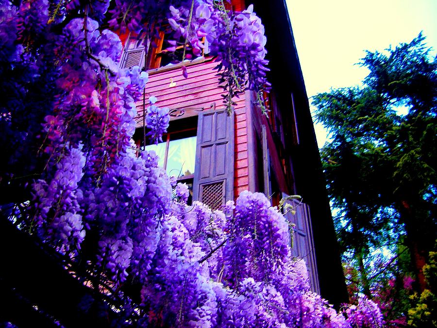 Purple Cheer by Zafer Gurel Purple Cheer by Zafer Gurel