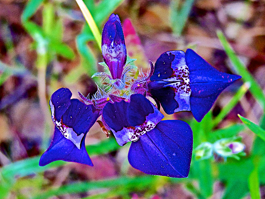Wildflowers Photograph - Purple Chinese Houses from Above in Park Sierra near Coarsegold-California  by Ruth Hager