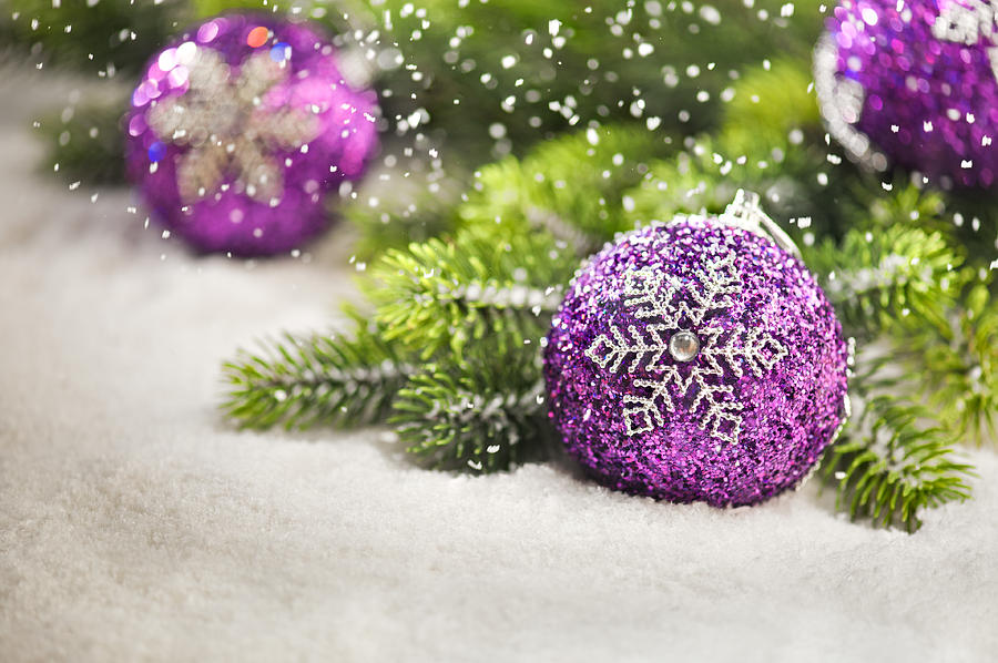 Christmas Photograph - Purple Christmas tree bauble with Christmas tree branches by U Schade