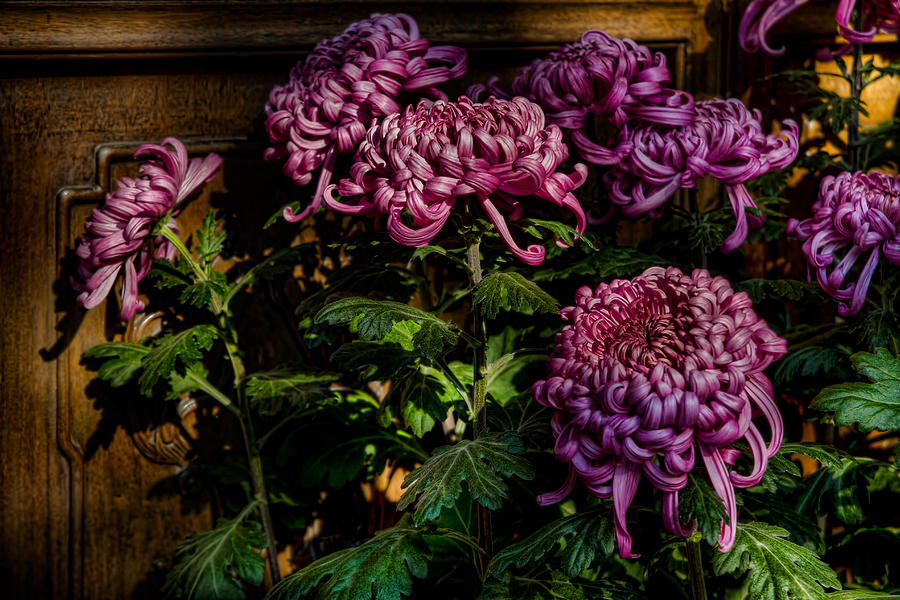 Purple Chrysanthemum Photograph by David Gn