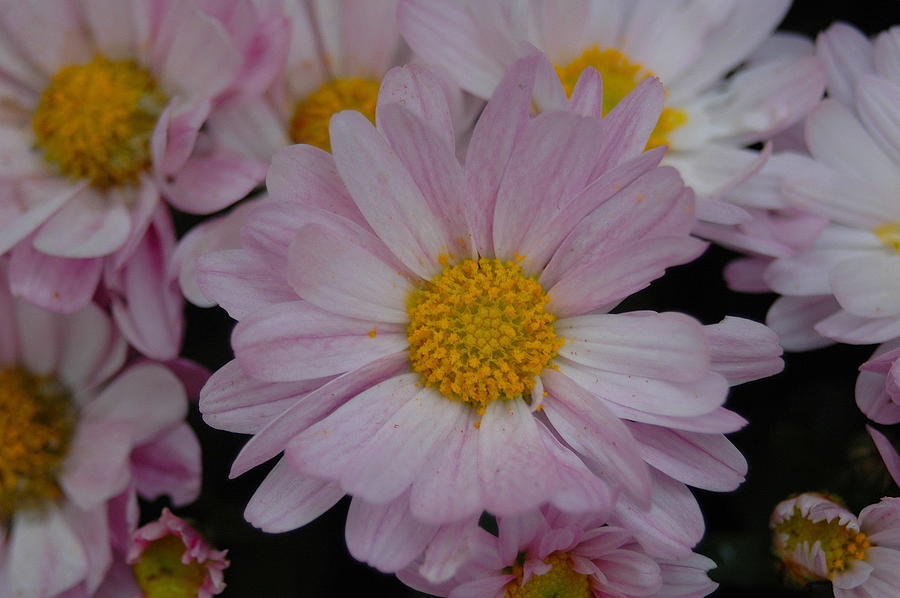 Purple Chrysanthemum Photograph