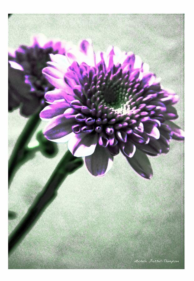 Purple Chrysanthemum Photograph by Michelle Frizzell-Thompson