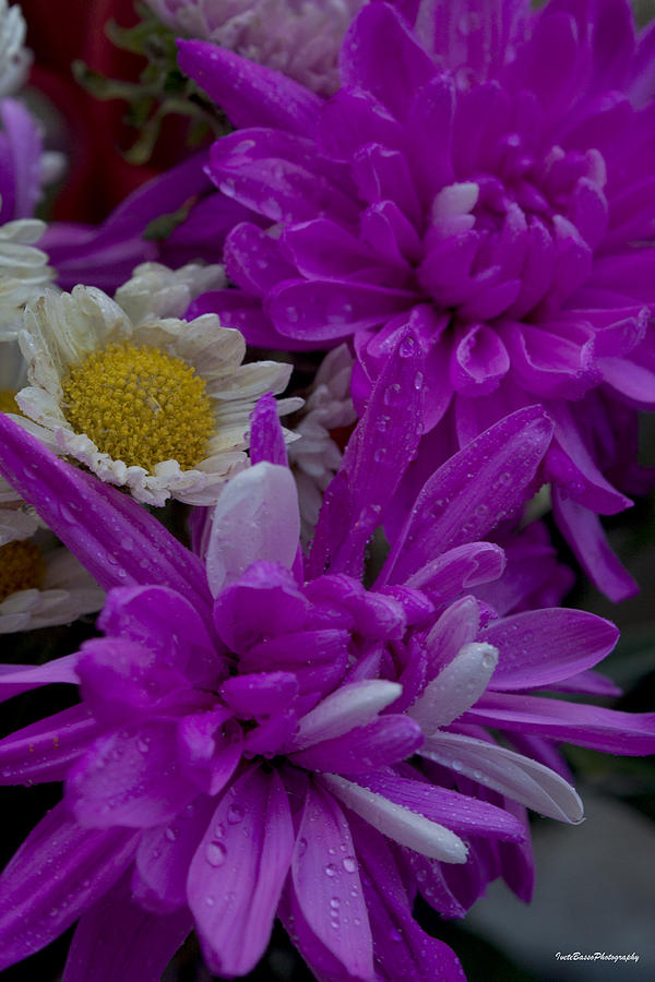 Purple Chrysanthemum with Daisy Photograph by Ivete Basso Photography