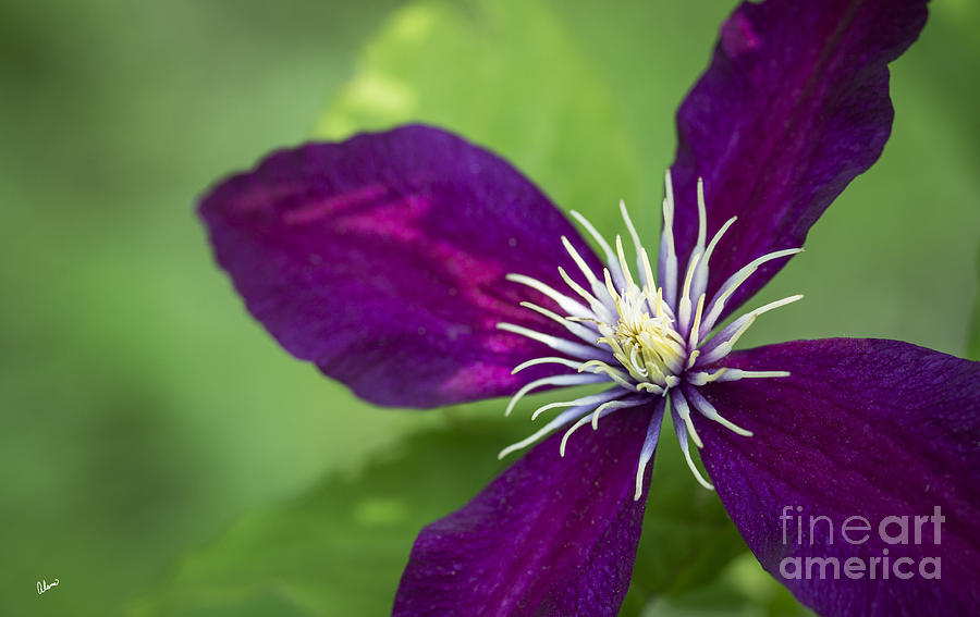 Purple Clematis Photograph by Alana Ranney