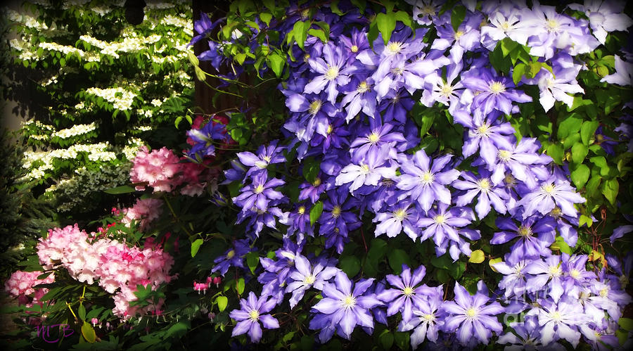 Purple clematis and pink rhody Photograph by Mindy Bench