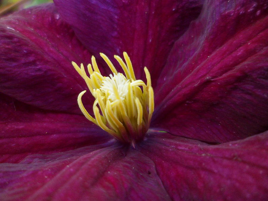 Nature Photograph - Purple Clematis by Anthony Mears