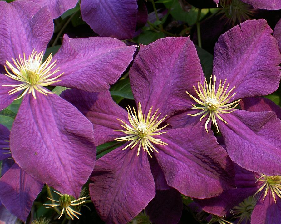 Purple Clematis Photograph by Carolyn Jacob