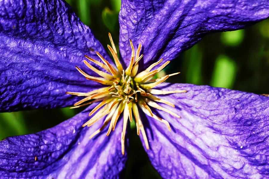 Purple Clematis Close-up Photograph by Cynthia Woods