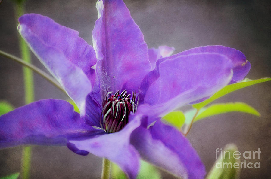 Purple Clematis Close Up Photograph by Peggy Franz