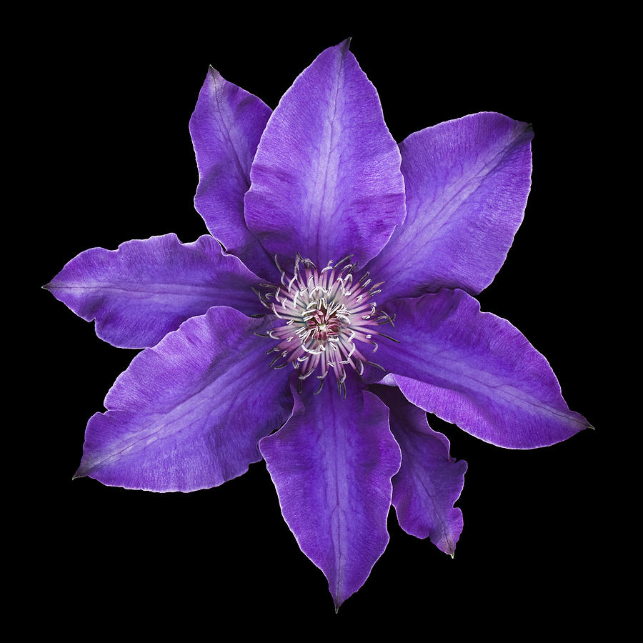Purple clematis flower in bloom isolated on black background Photograph by OGphoto