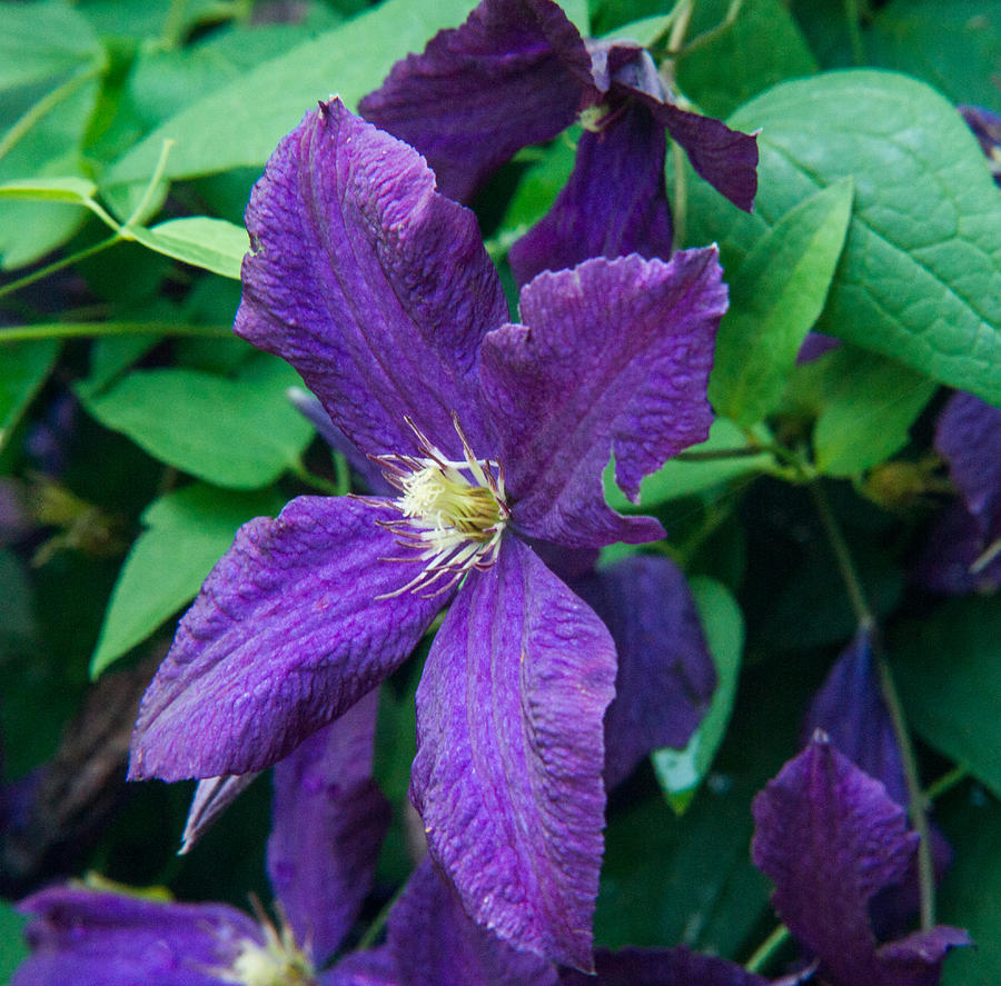 Purple Clematis Greating the Day Photograph by Douglas Barnett - Fine ...