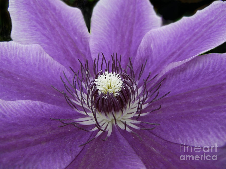 Purple Clematis Photograph by Jim And Emily Bush