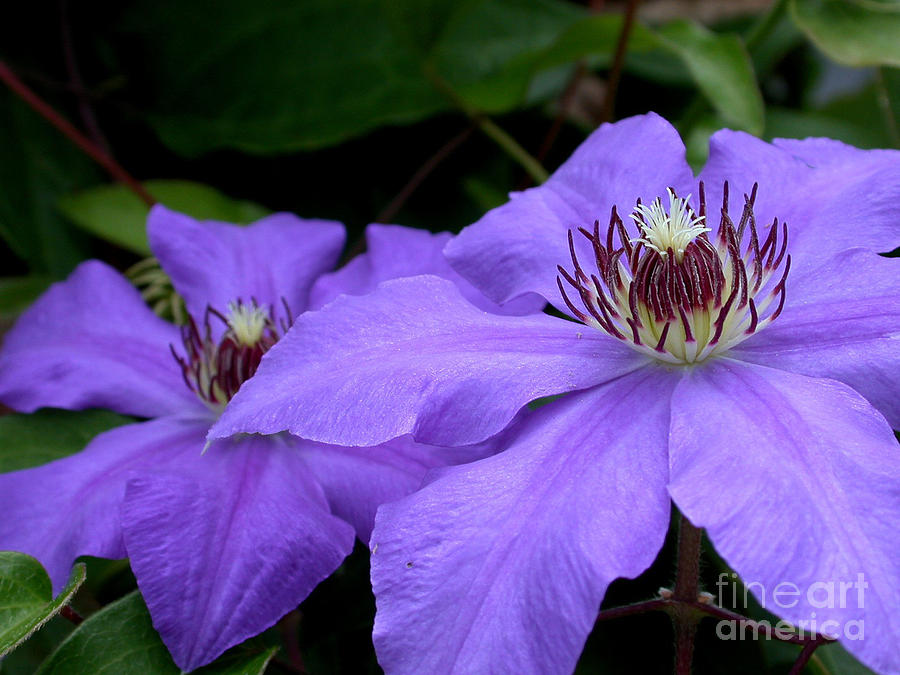 Purple Clematis Photograph by Living Color Photography Lorraine Lynch
