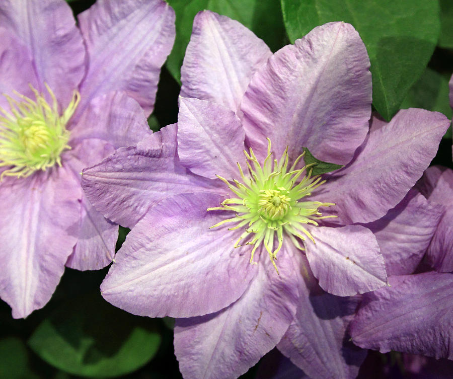 Purple Clematis Photograph by Mary Haber