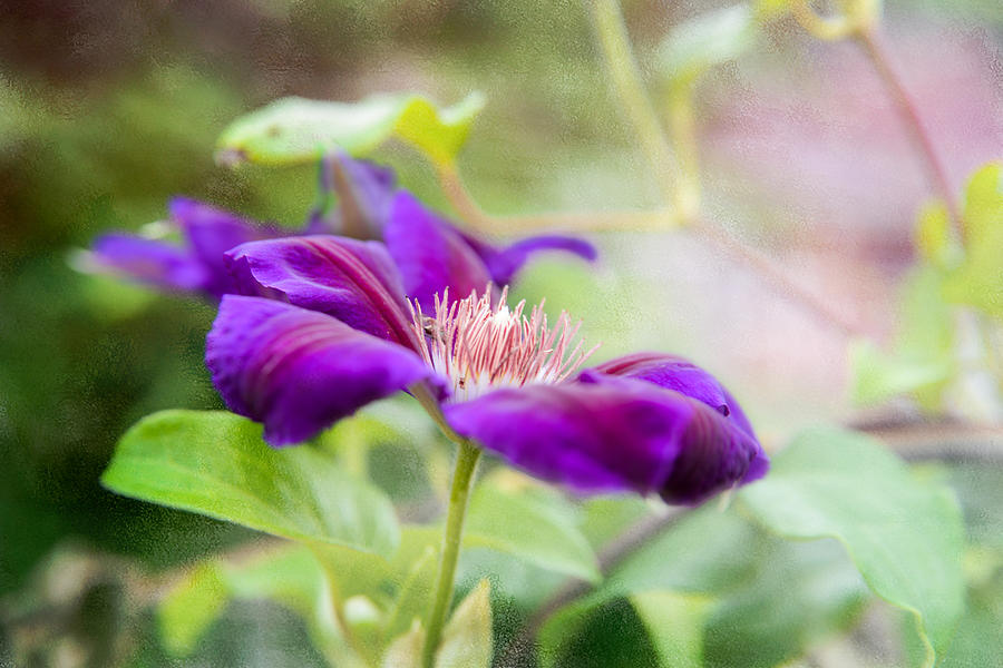 Purple Clematis Photograph by Mary Timman