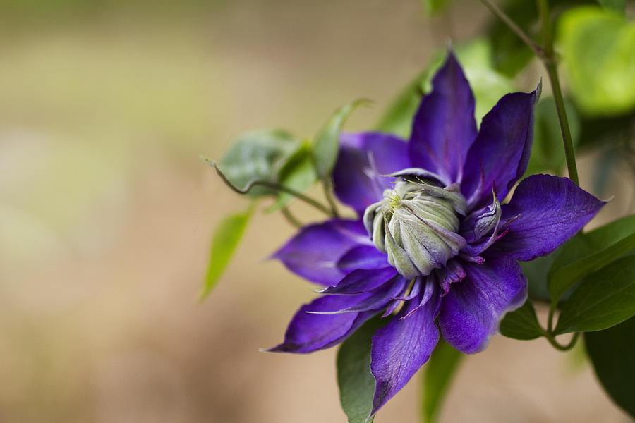 Purple Clematis Photograph by Rebecca Cozart