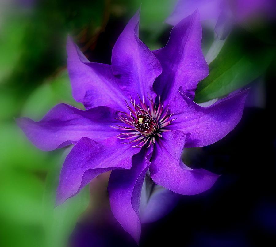 Purple Clematis Photograph by Rosanne Jordan