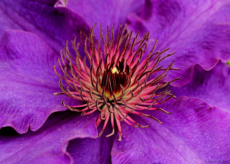Spring Photograph - Purple Clematis by Suzanne Stout
