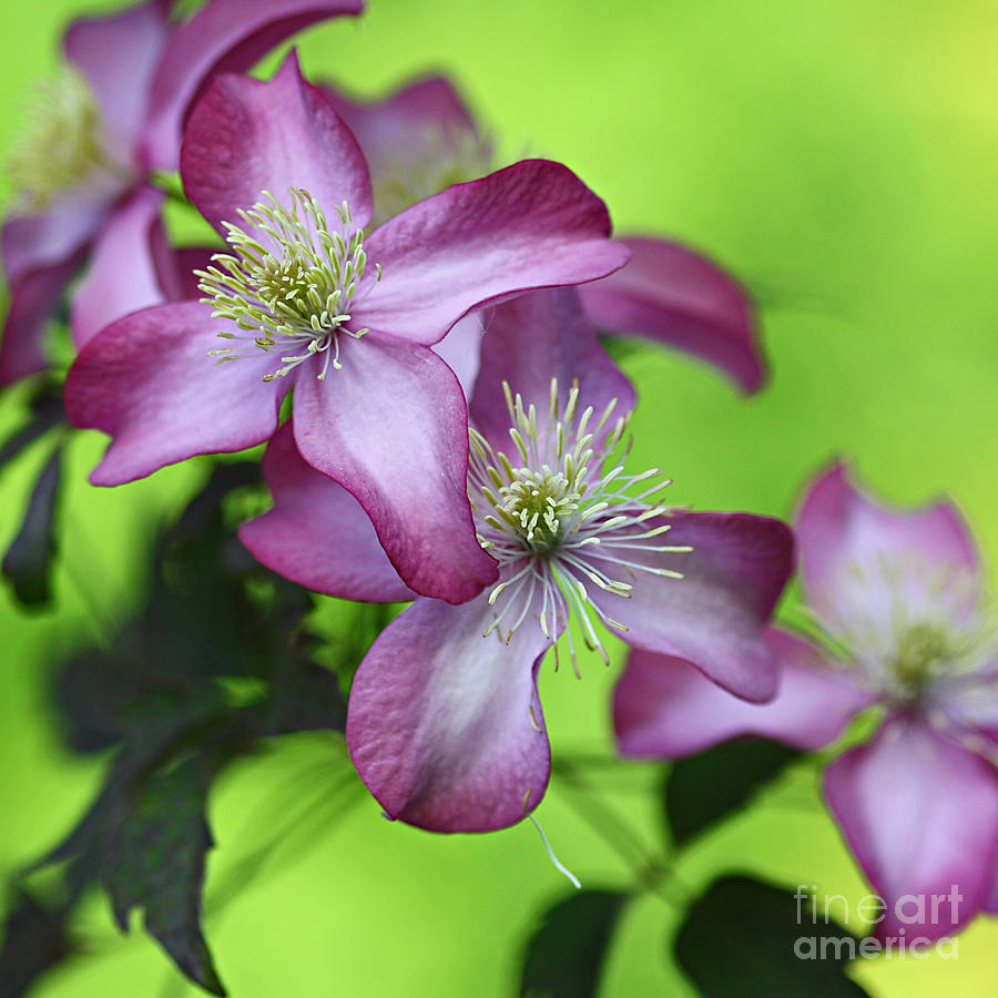 Flower Photograph - Purple clematis by Sylvia Cook