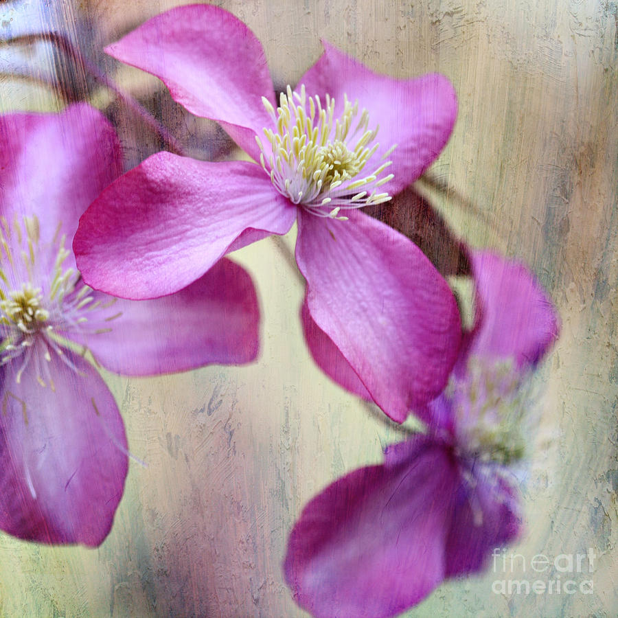 Purple Clematis With Textures Photograph by Sylvia Cook