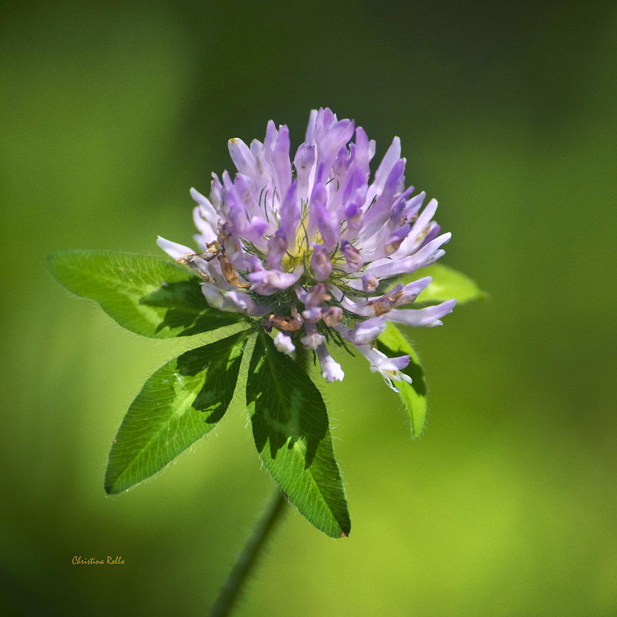 Purple Clover Flower Square Photograph by Christina Rollo