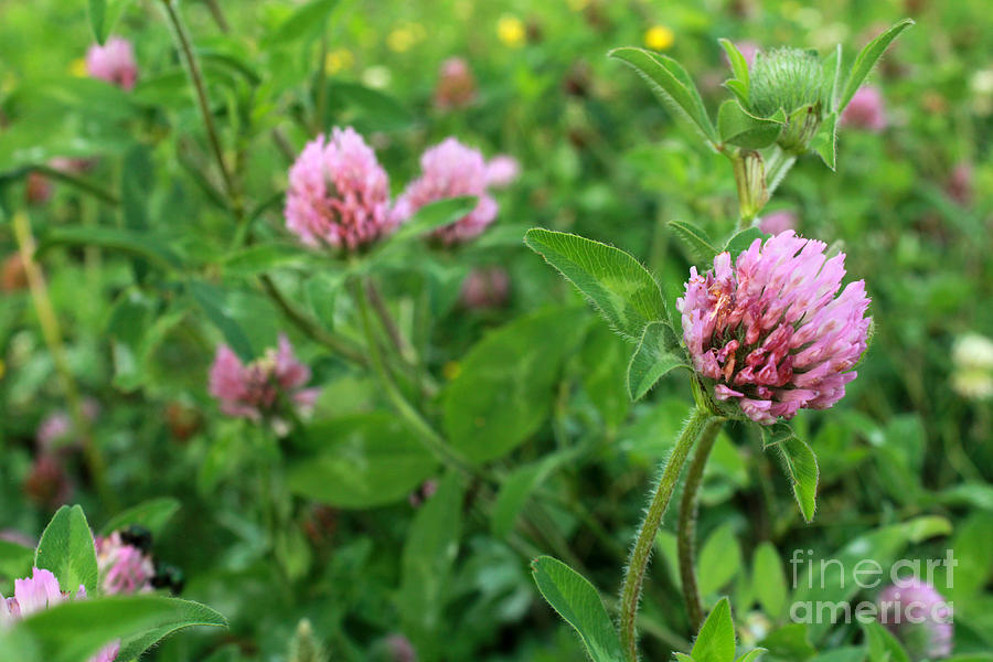 Purple Clover Wild Flower In Midwest United States Meadow Photograph