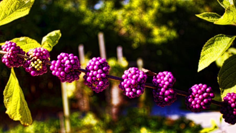 Purple Clusters Photograph by Ellen Heaverlo