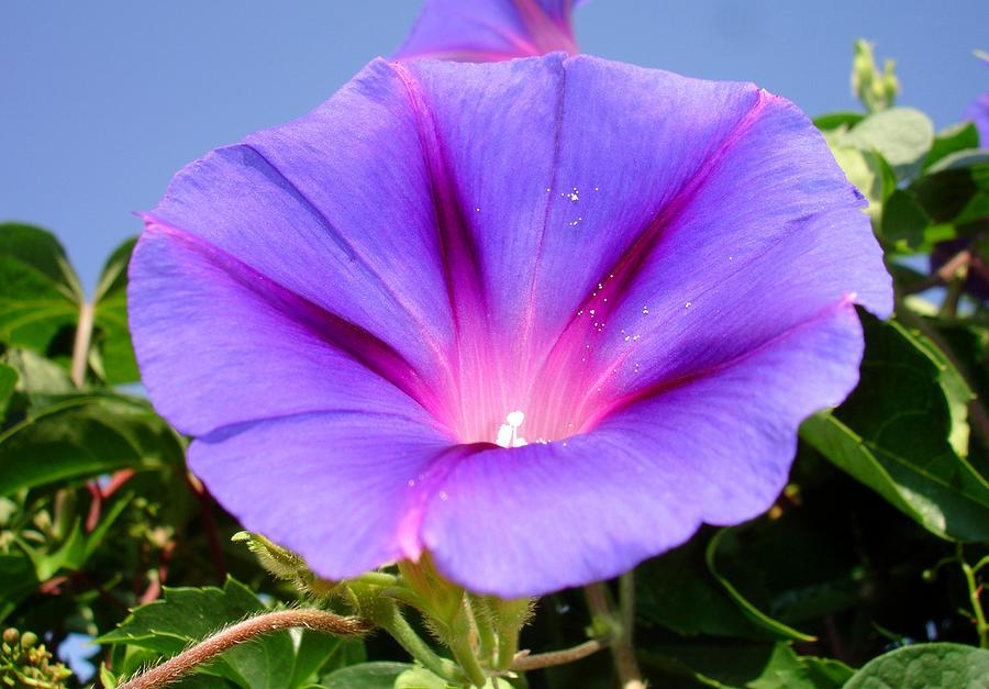 Purple Coloured Morning Glory Garden Background Photograph by Taiche Acrylic Art