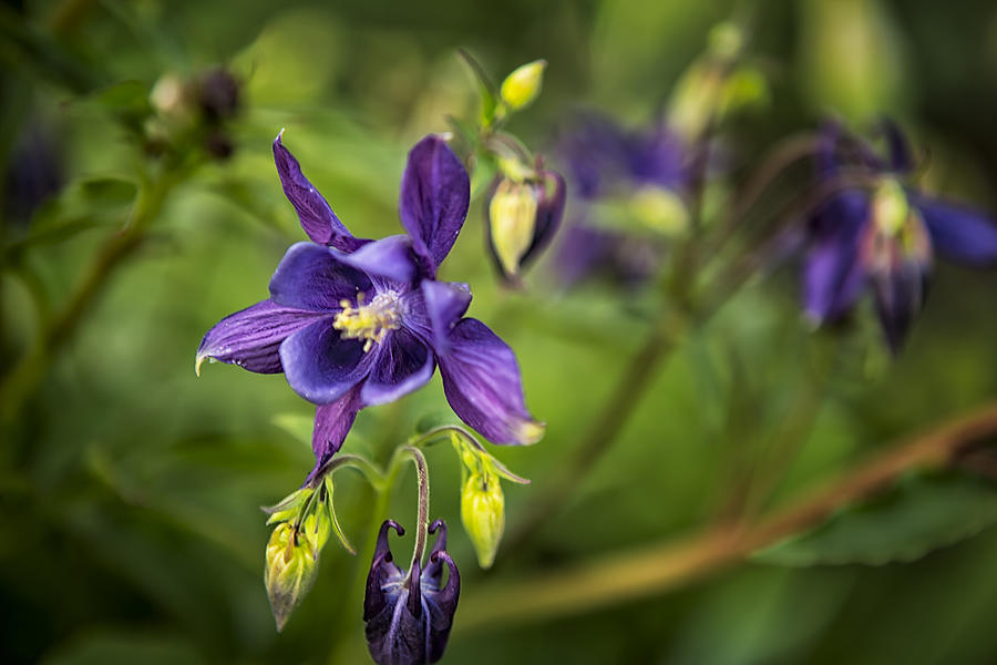 Flower Photograph - Purple Columbine by Belinda Greb