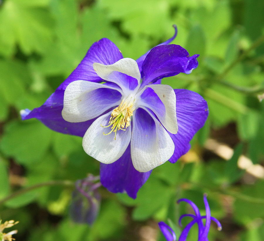 Flower Photograph - Purple Columbine by Cathy Lindsey
