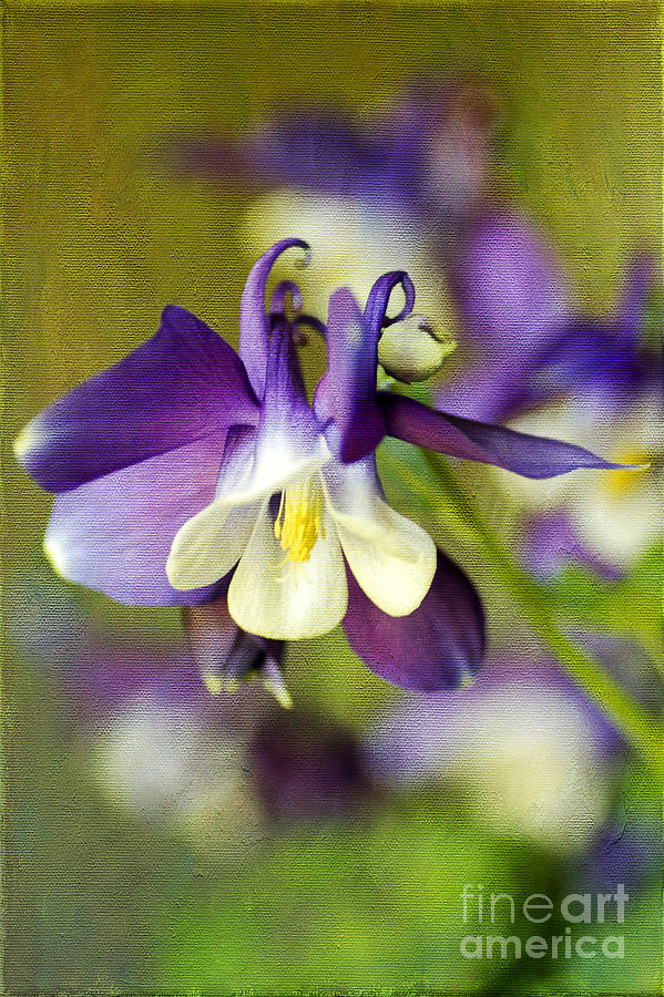 Nature Photograph - Purple Columbine by Darren Fisher