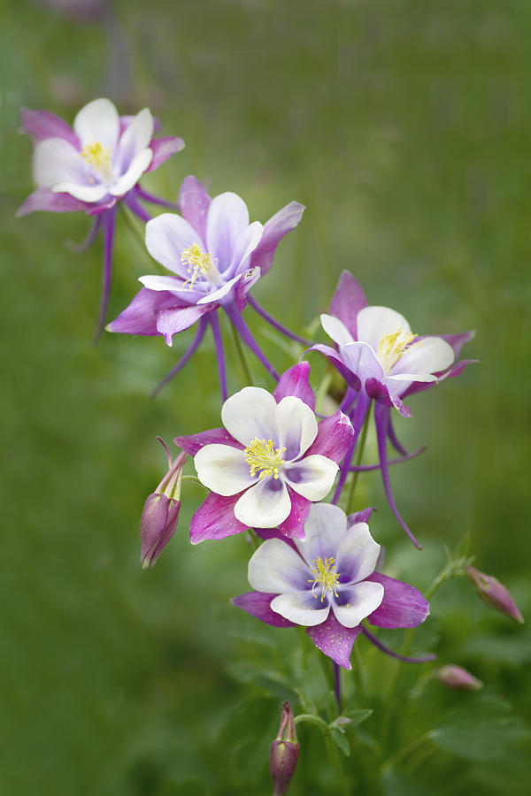 Flower Photograph - Purple Columbine by Rebecca Cozart
