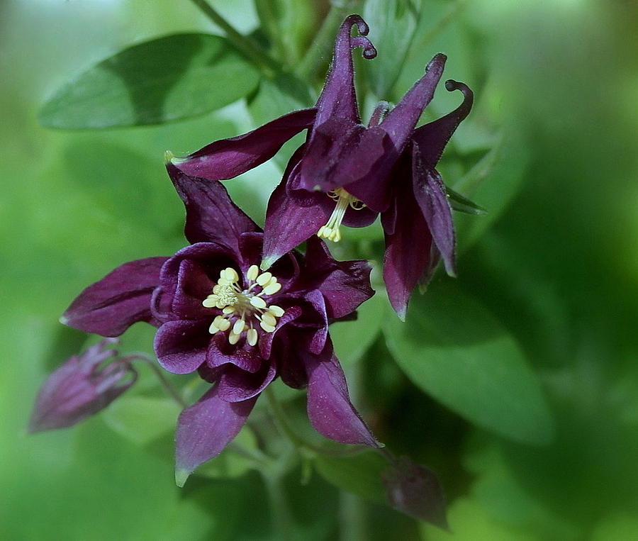 Flower Photograph - Purple Columbine by Rosanne Jordan