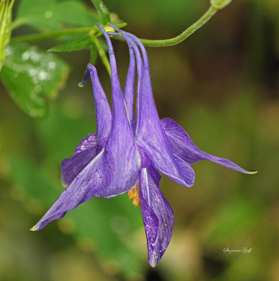 Purple Columbine Photograph by Suzanne Gaff