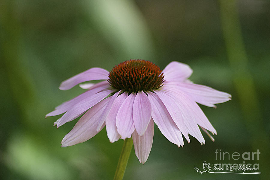 Purple Cone Flower 20120703_122a Photograph by Tina Hopkins