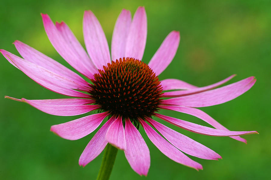 Wildflower Photograph - Purple Cone Flower by Bill Morgenstern Wildflower Photograph - Purple Cone Flower by Bill Morgenstern
