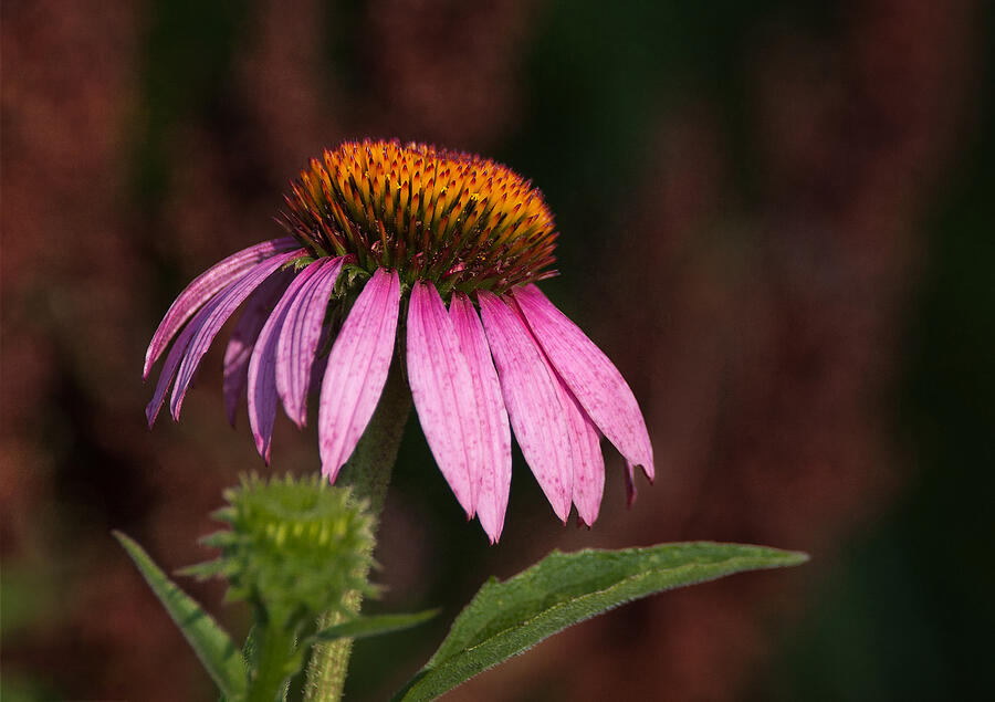 Purple Cone Flower Photograph by Dale Kincaid
